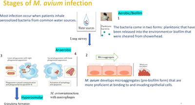 Metabolic pathways that permit Mycobacterium avium subsp. hominissuis to transition to different environments encountered within the host during infection